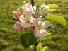 Apple Blossom