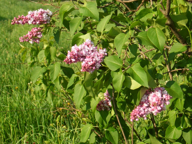 Lilacs