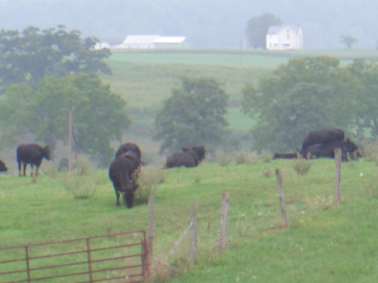 Foggy morning on the farm
